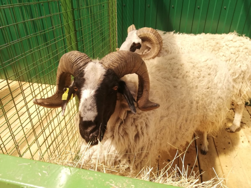 Сибирско-Дальневосточная выставка овец пройдет под контролем ветврачей Zабайкалья
